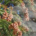 花粉症はいつから始まる？スギ・ヒノキの飛散開始時期と今日からできる準備リスト🤧