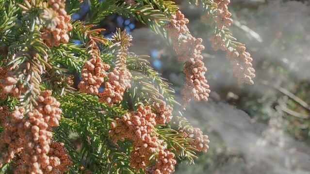 花粉症はいつから始まる？スギ・ヒノキの飛散開始時期と今日からできる準備リスト🤧