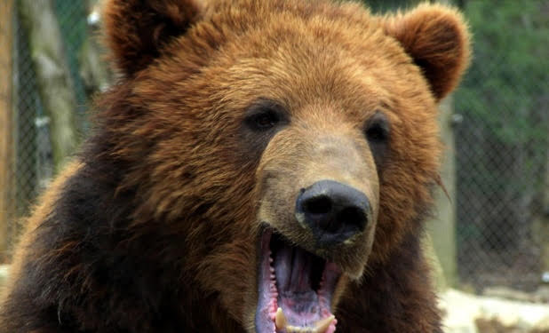 【クマ対策】庭の柿・栗の木は伐採すべき？放置のリスクと、今すぐできる対策