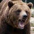 【クマ対策】庭の柿・栗の木は伐採すべき？放置のリスクと、今すぐできる対策